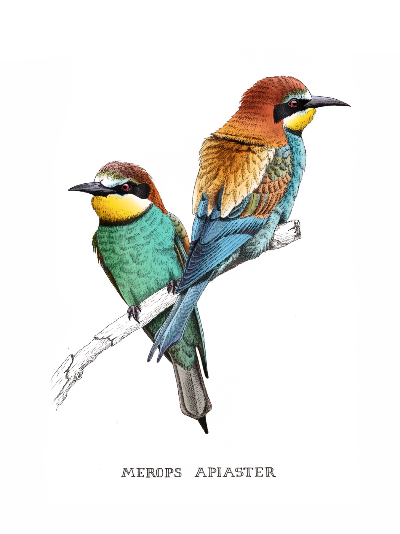 Naturalist drawing of two European bee-eaters