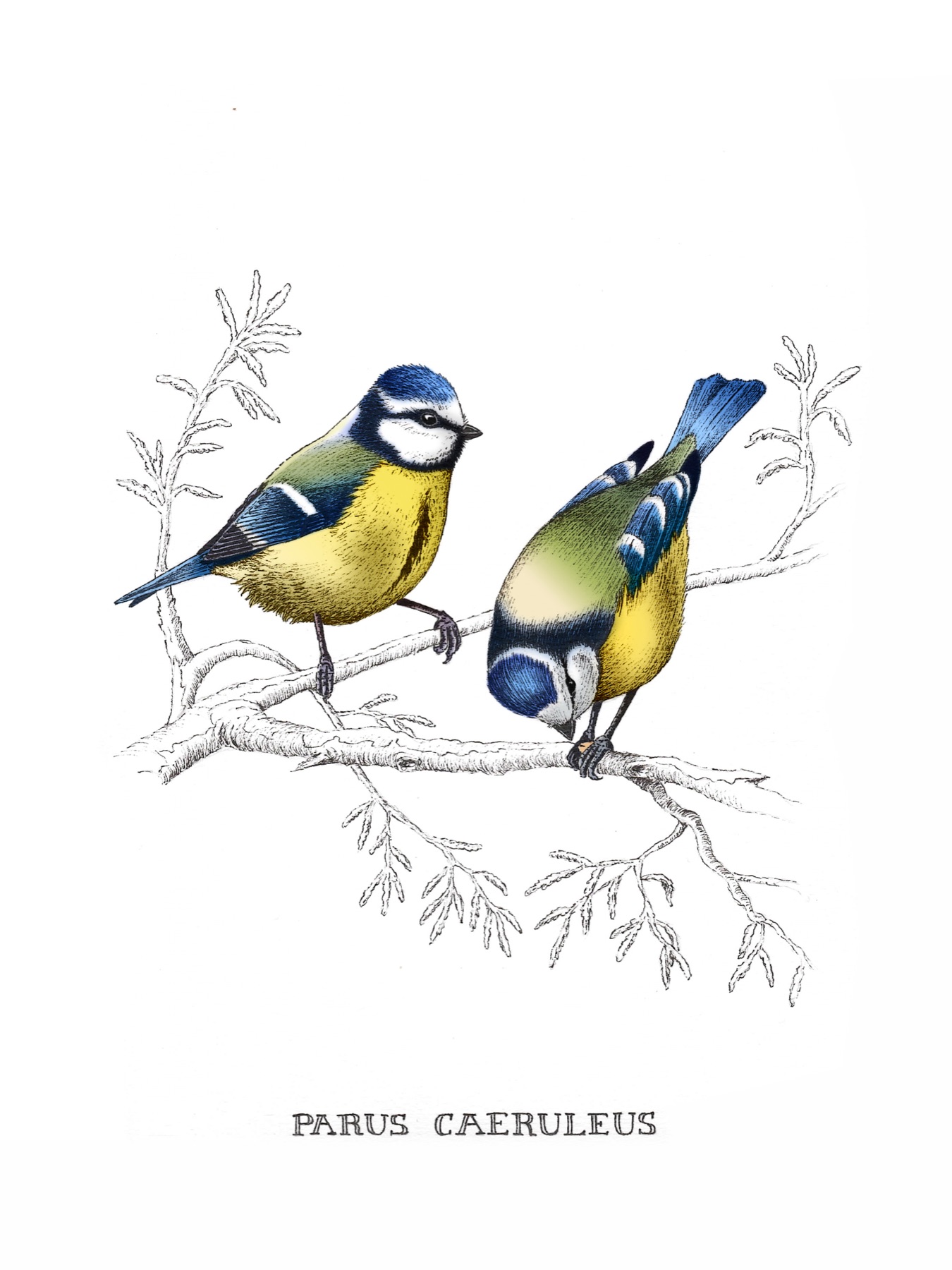 Naturalist drawing of two blue tits