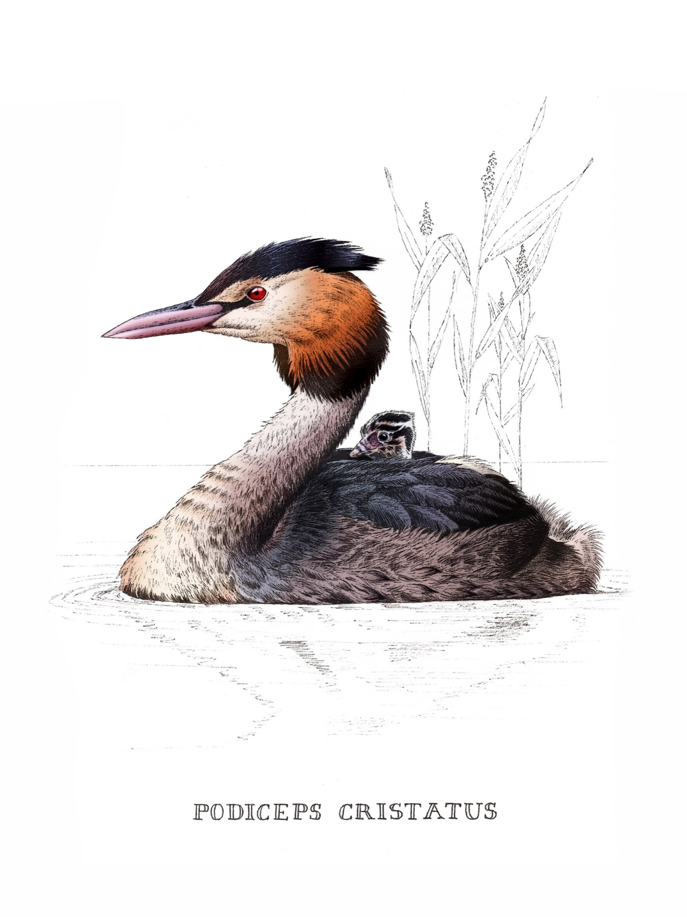 Naturalist drawing of a great crested grebe and chick