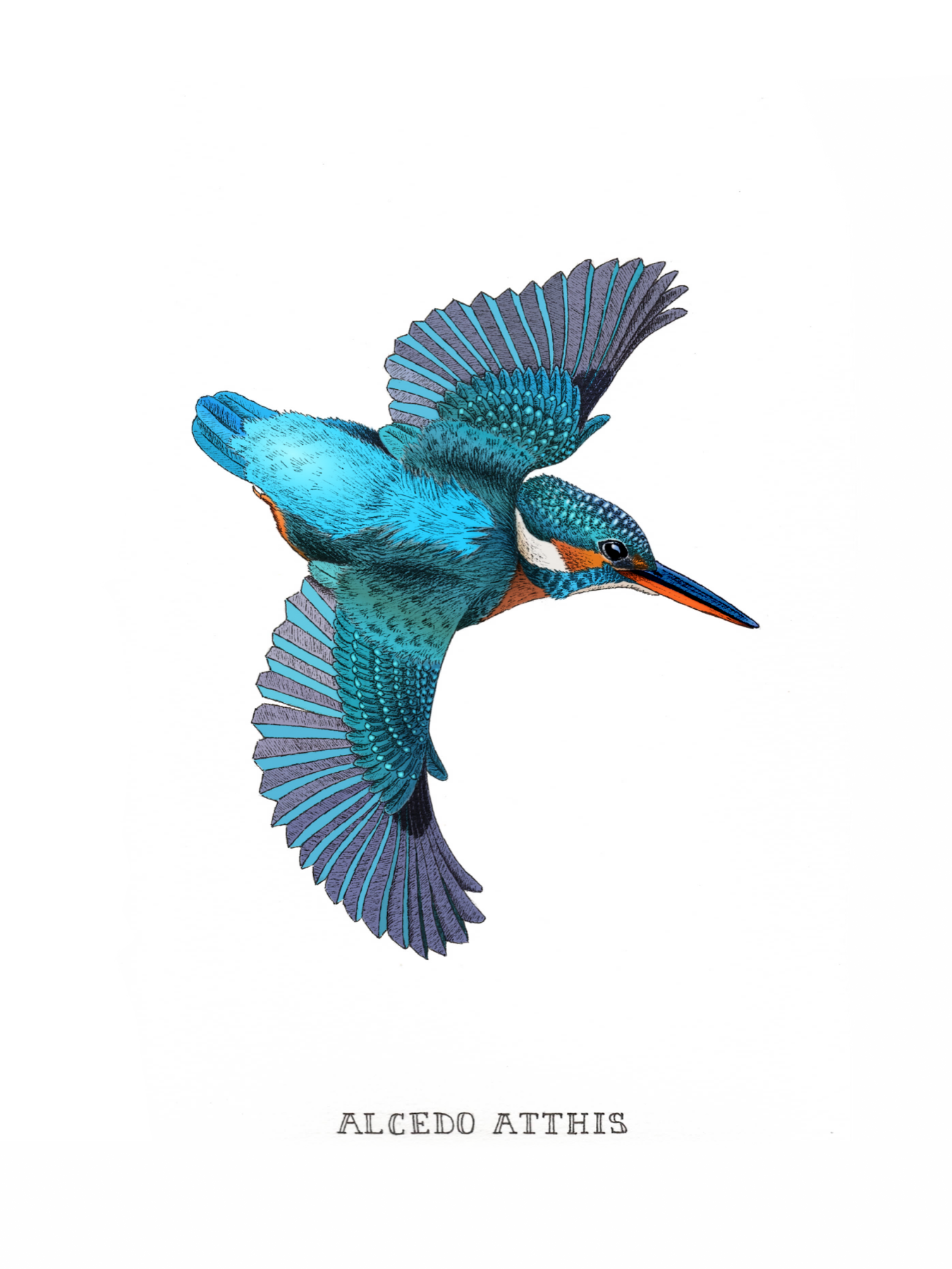Naturalist drawing of a common kingfisher