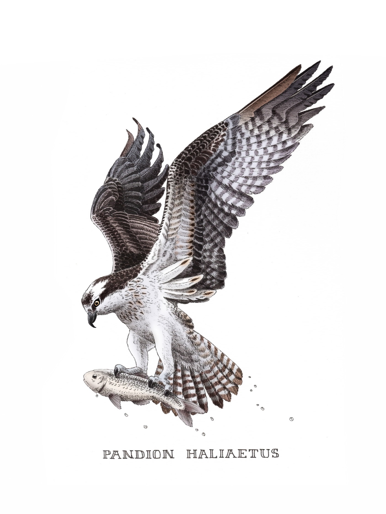 Naturalist drawing of an osprey catching a fish