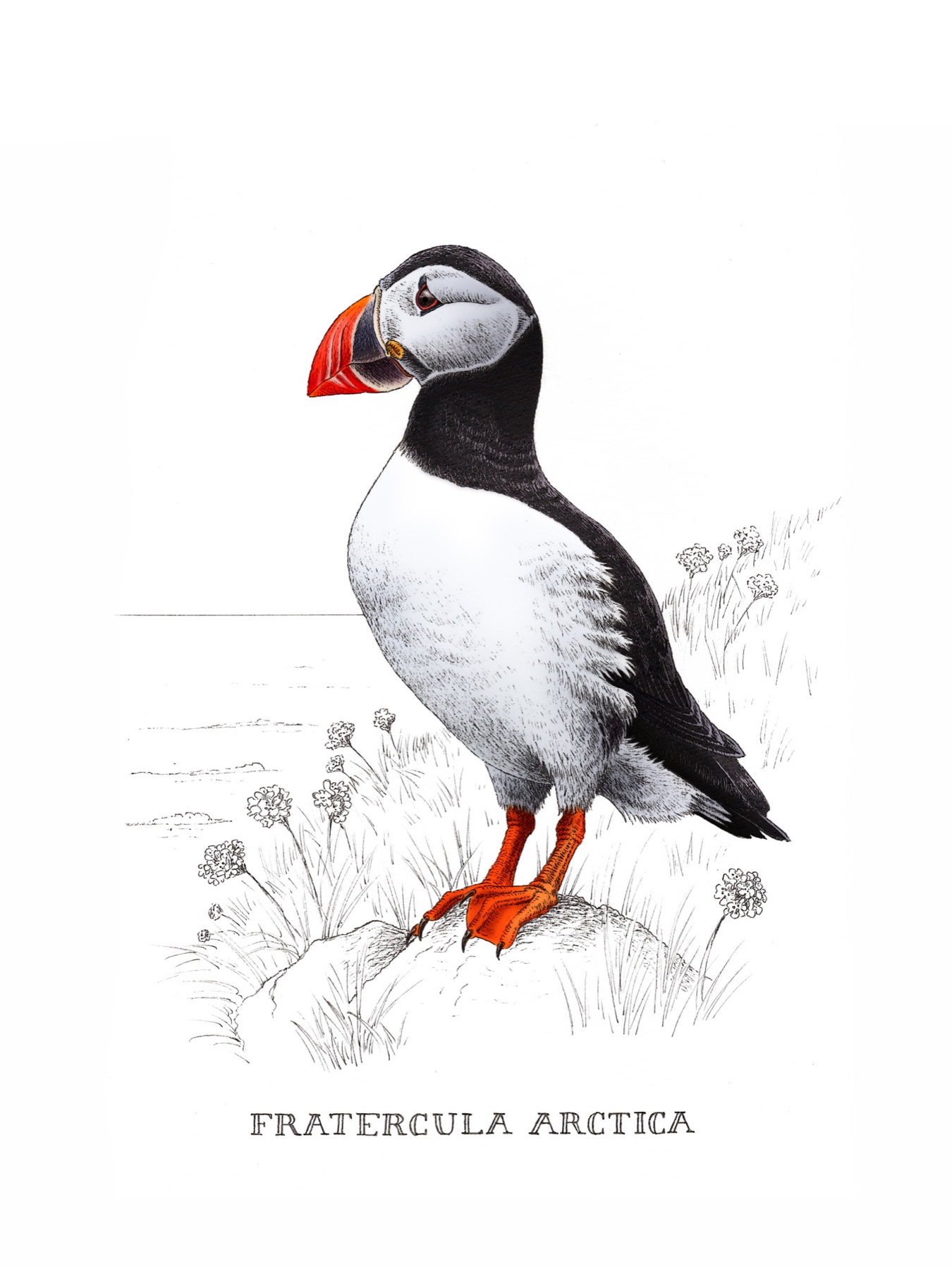 Naturalist drawing of an Atlantic puffin